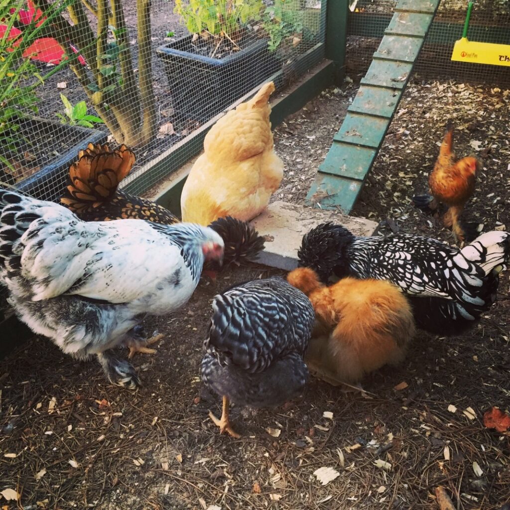 Caring for chickens in cold weather